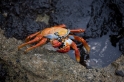 019 Sally lightfoot crab 04